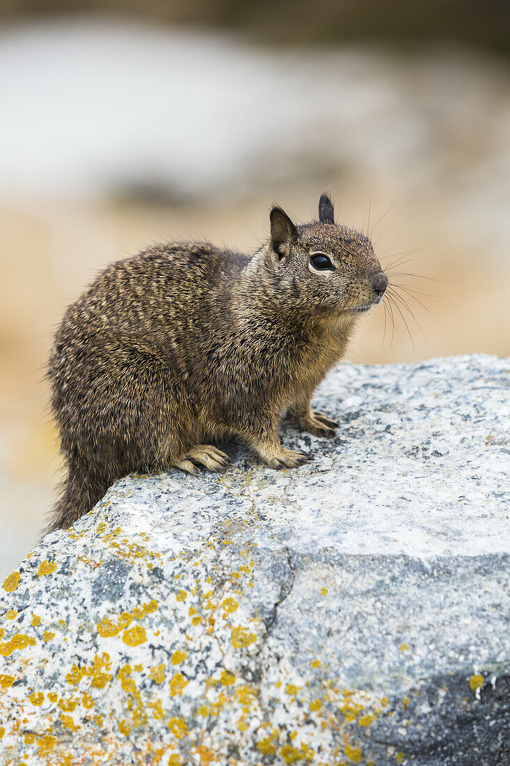 Curious ground squirrel (Sciuridae), California, USA
