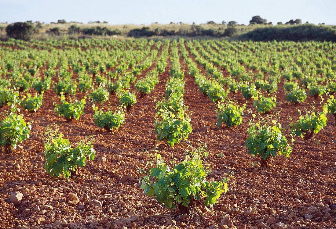 Weinberg. Provinz Ciudad Real, Kastilien-La Mancha, Spanien.