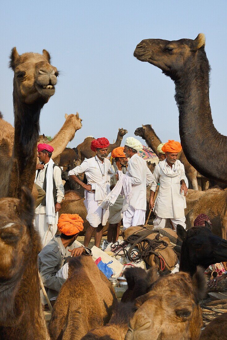 India, Rajasthan, Pushkar camel fair.