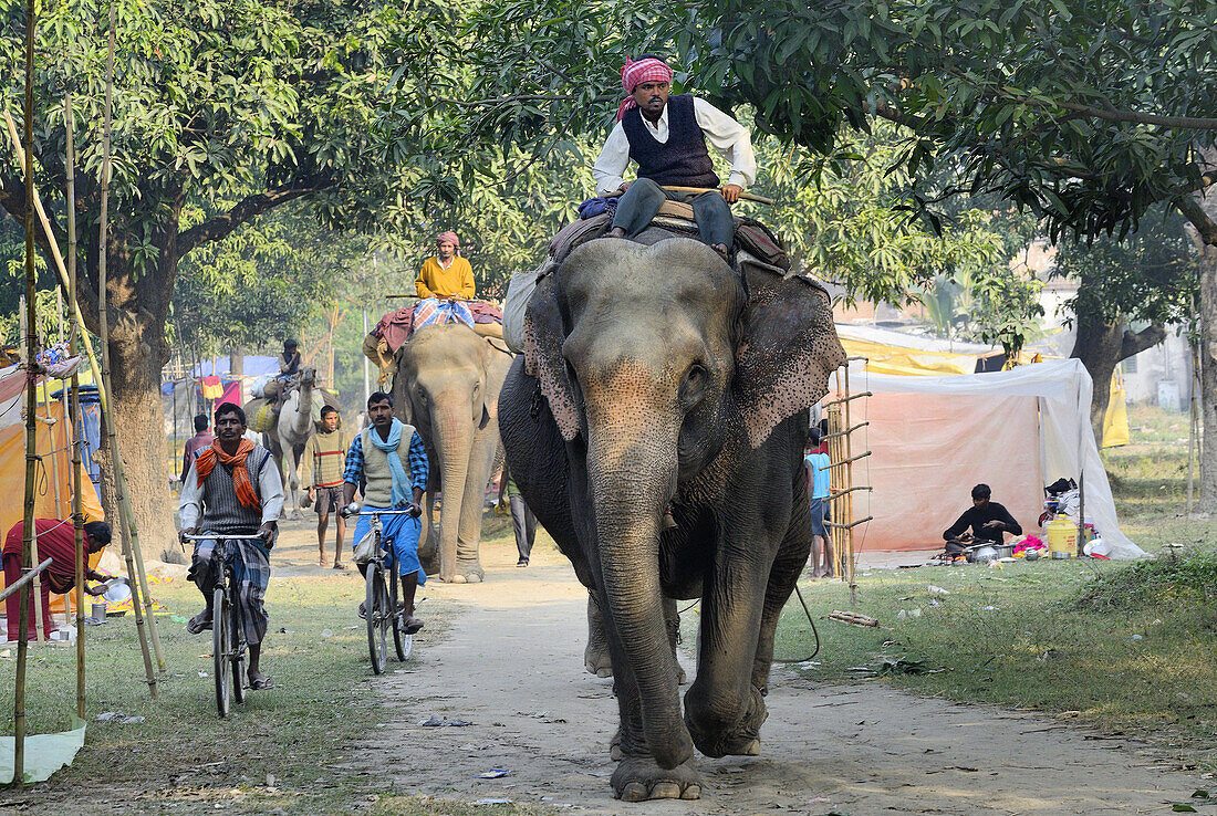 India, Bihar, Patna region, Sonepur livestock fair, Arrival of the elephants.