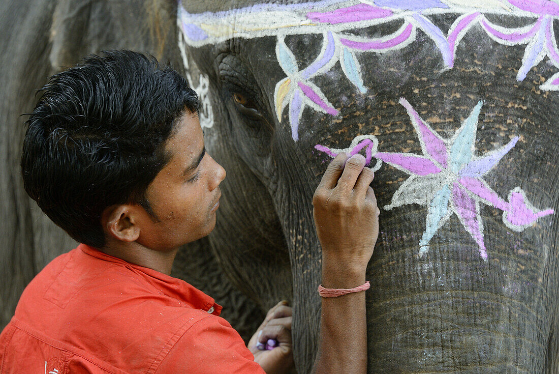 India, Bihar, Patna region, Sonepur livestock fair, Mahout applying make up to his elephant.