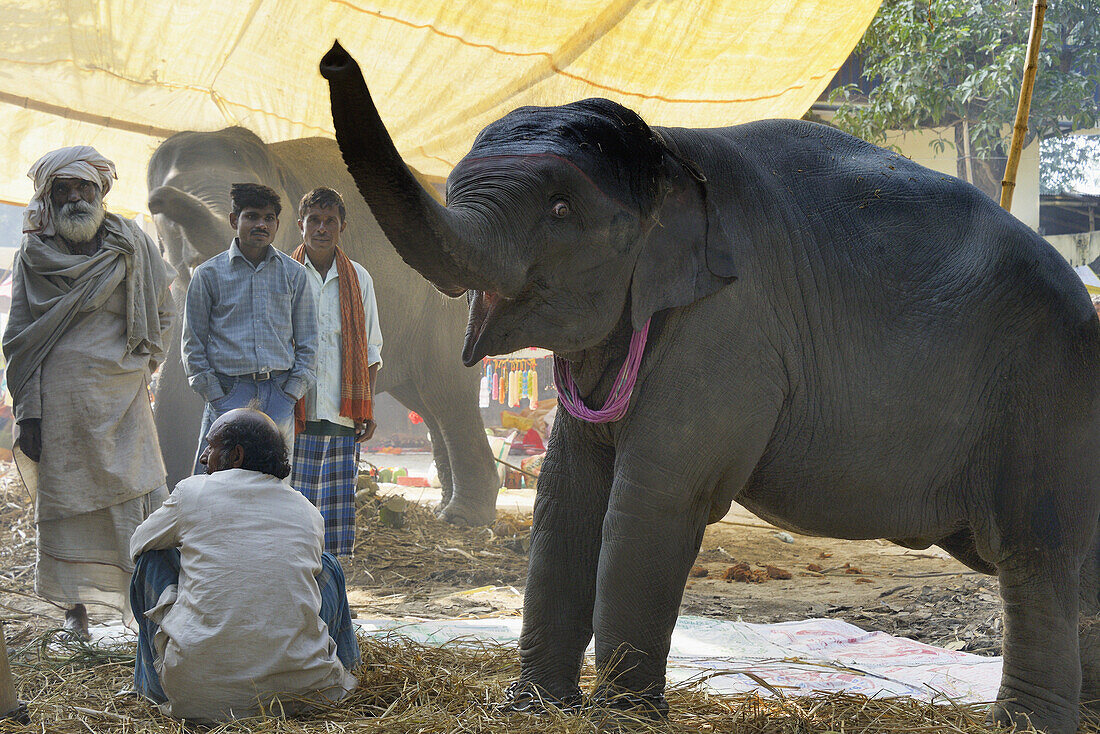 India, Bihar, Patna region, Sonepur livestock fair, Baby elephant.