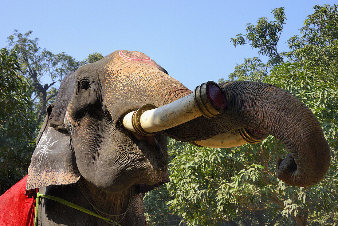 India, Bihar, Patna region, Sonepur livestock fair, The elephant bazar.