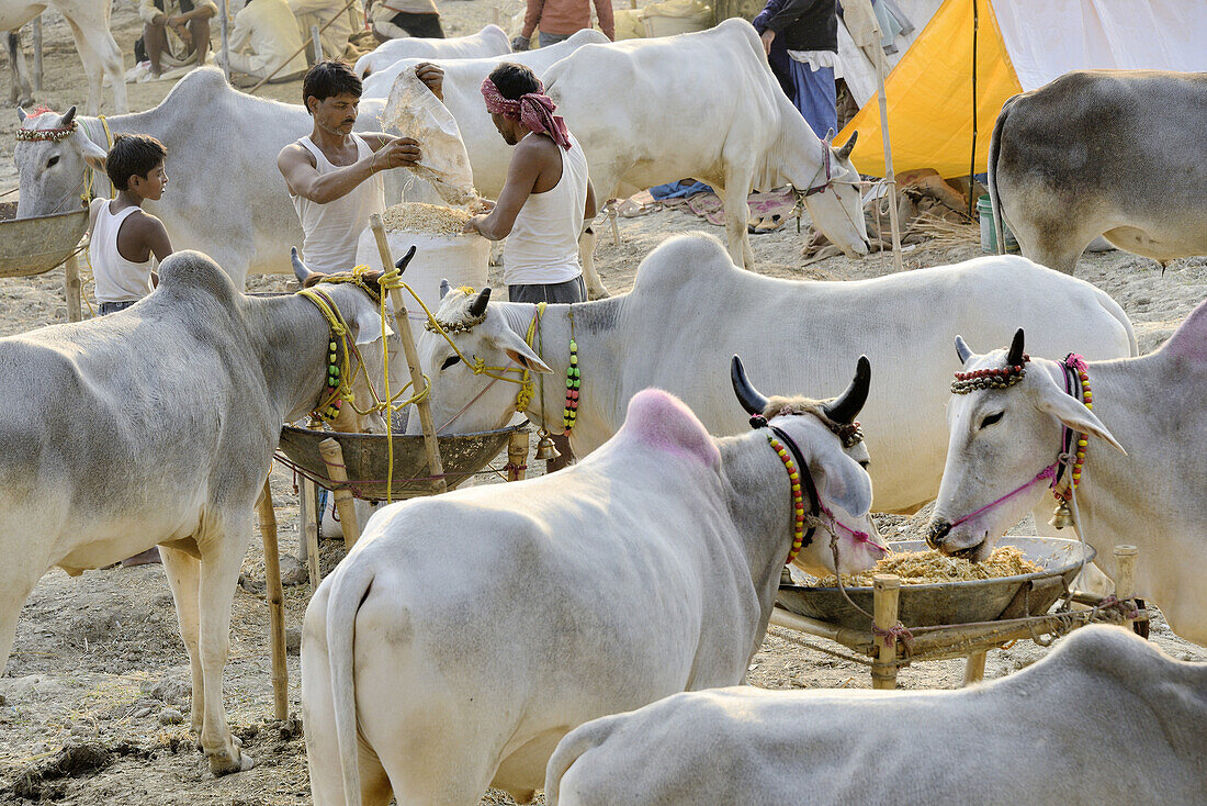 India, Bihar, Patna region, Sonepur livestock fair, Cattle market.