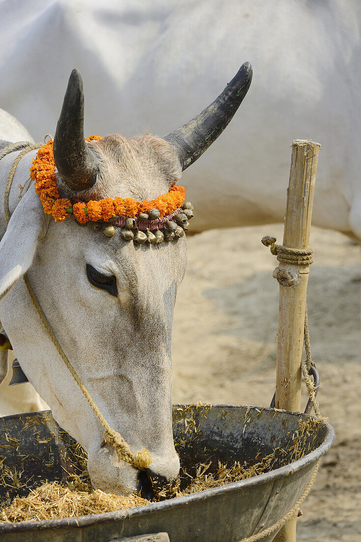 India, Bihar, Patna region, Sonepur livestock fair, Cattle market,.
