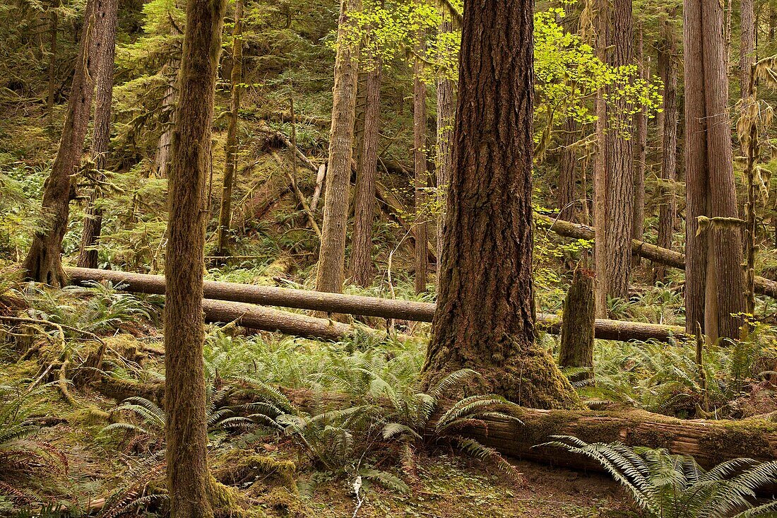 Hiking trail through temperate rainforests explore old growth trees and new growth.