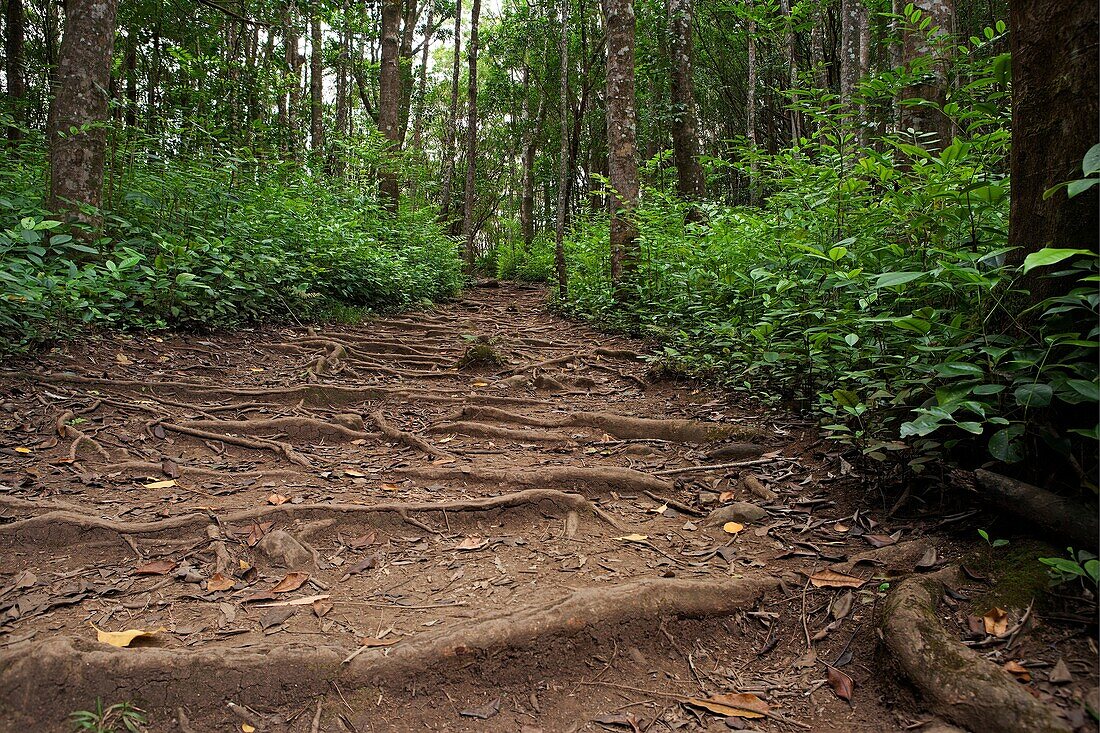 Hiking trail through tropic forests in Maui.