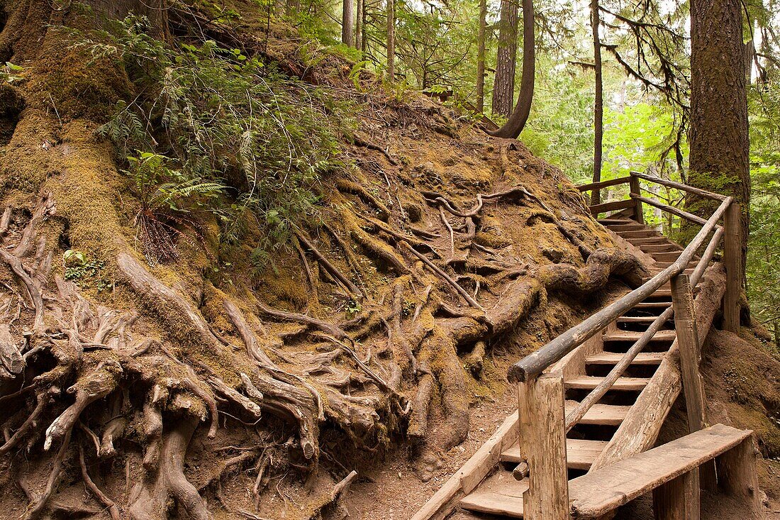 Wooden stairs bend and climb around a massive tree root system.