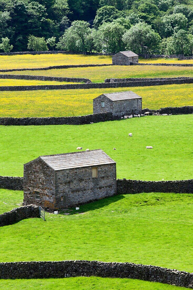 Field Barns at Gunnersude in Summer Swaledale Yorkshire Dales England.