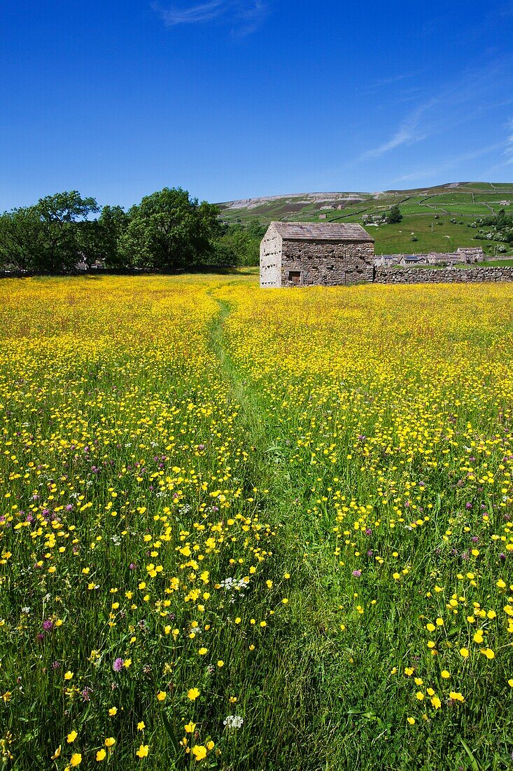 Path across Buttercup Meadows at Gunnerside in Swaledale Yorkshire Dales England.