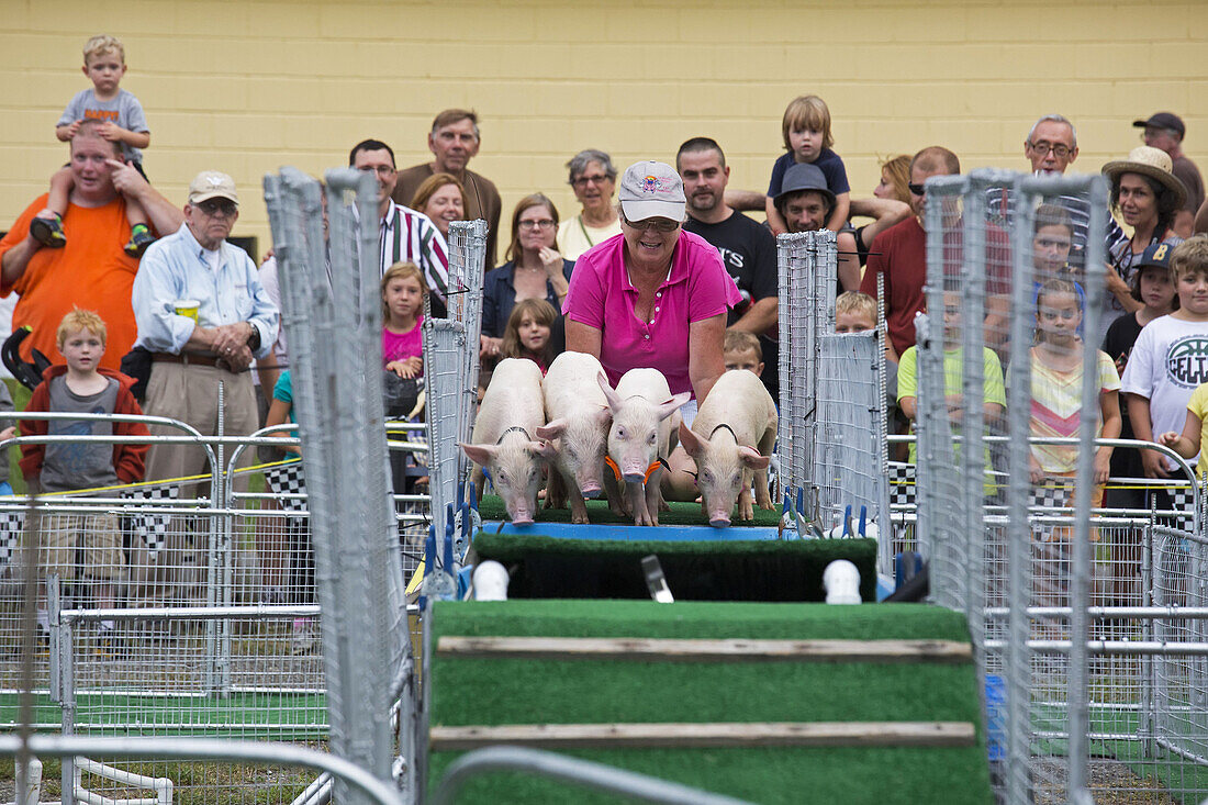 Chatham, New York - A handler urges pigs to jump into a water hazard during the Sue Wee Pig Races at the Columbia County Fair.