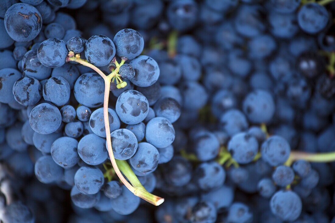 Harvest season in Briones, La Rioja, Spain.