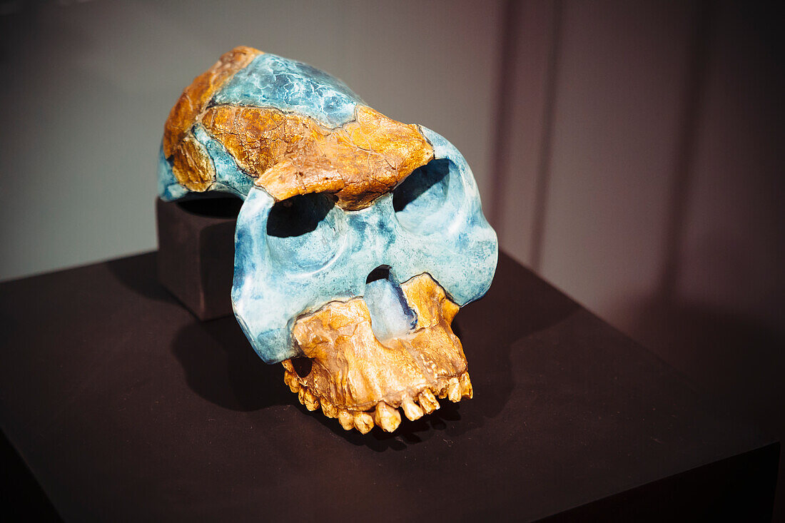 'Exhibits of prehistoric human ancestor remains in the National museum; Addis Ababa, Ethiopia'