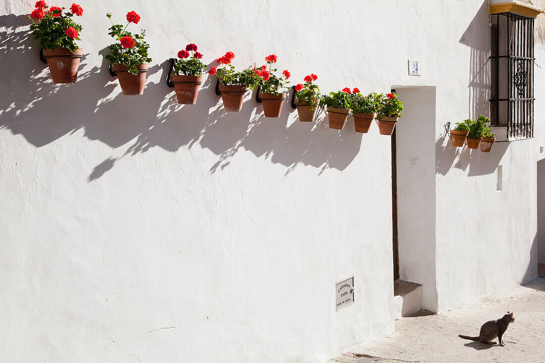 'A whitewash wall with potted flowers mounted in a row; Arcos de la Frontera, Andalusia, Spain'