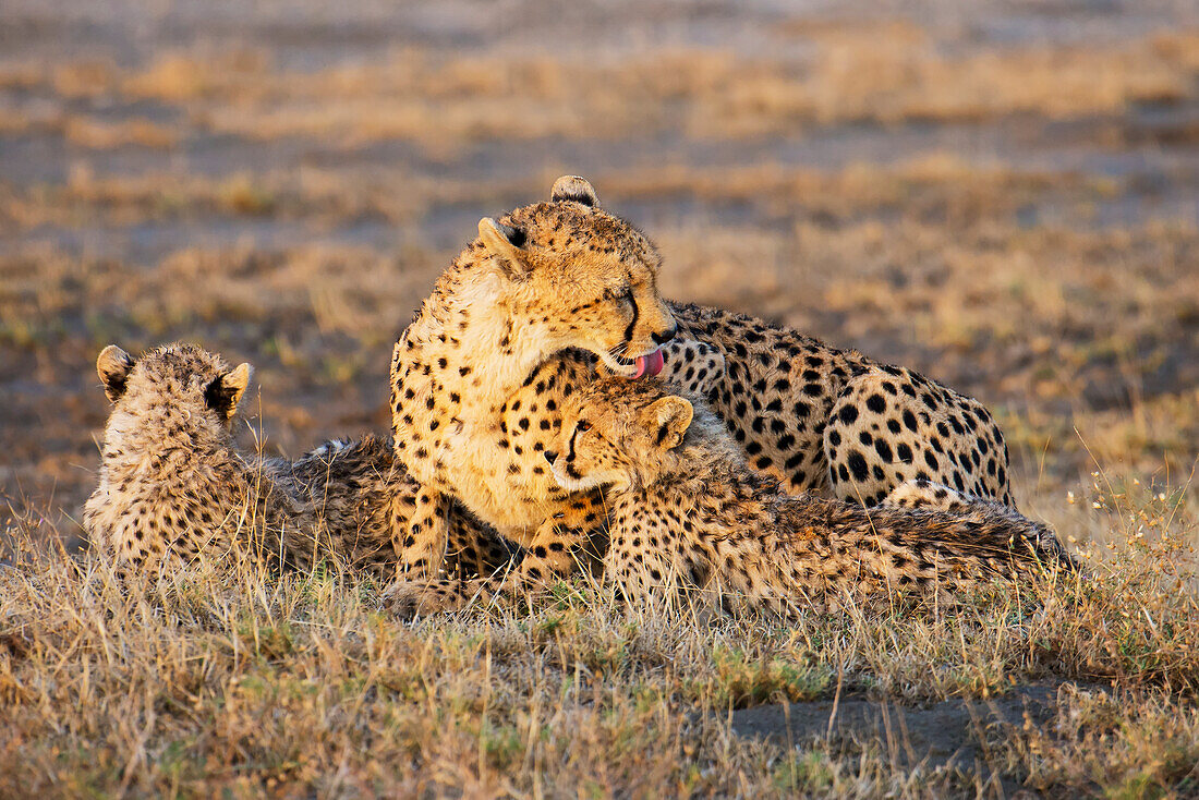 'A cheetah laying with her young; Tanzania'