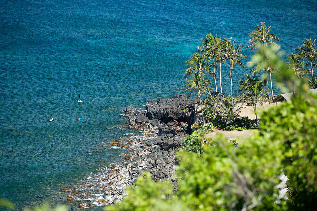 Palm trees along a coastline