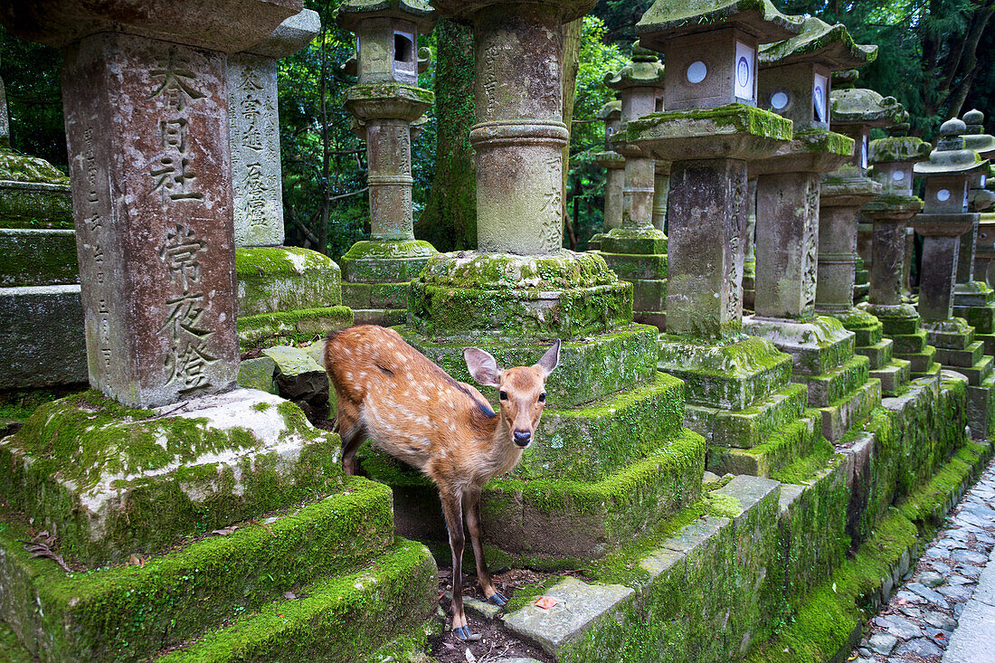 'Deer at a buddhist temple; Nara, Japan'