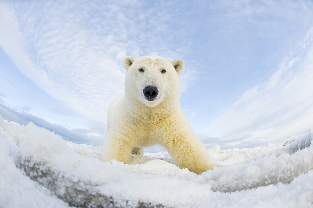 Polar bear (Ursus maritimus), curious young 2 to 3-year-old on newly formed pack ice along the 1002 area of the Arctic National Wildlife Refuge, North Slope, Alaska, Beaufort Sea