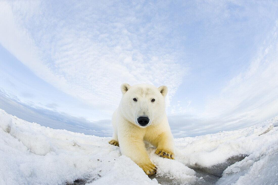Polar bear (Ursus maritimus), curious young 2 to 3-year-old on newly formed pack ice along the 1002 area of the Arctic National Wildlife Refuge, North Slope, Alaska, Beaufort Sea
