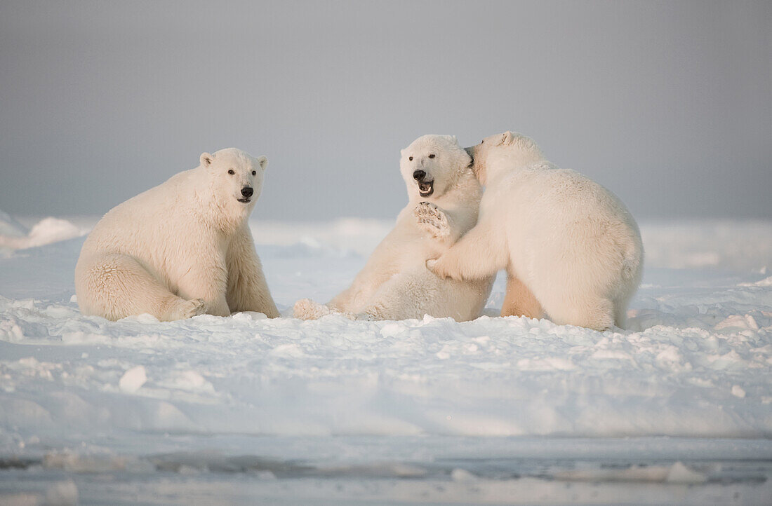 Polar bear (Ursus maritimus), three young bears play with one another on newly formed pack ice, Beaufort Sea, off the 1002 area of the Arctic National Wildlife Refuge, North Slope, Alaska