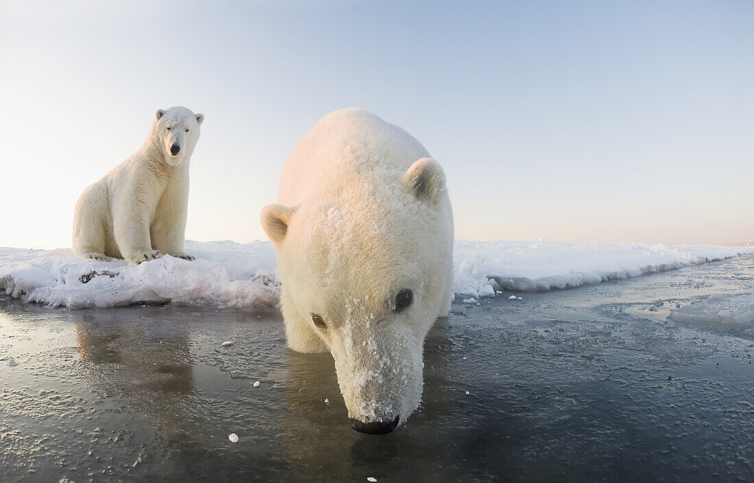 Polar bear (Ursus maritimus), pair of 3-year-olds at the edge of an ice floe, Beaufort Sea, off the 1002 area of the Arctic National Wildlife Refuge, North Slope, Alaska