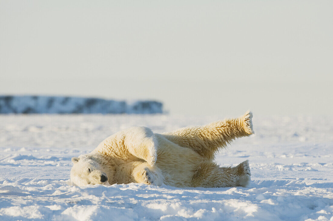 Polar bear (Ursus maritimus), rolling around on newly forming pack ice during fall freeze up, Beaufort Sea, off the 1002 area of the Arctic National Wildlife Refuge, North Slope, Alaska