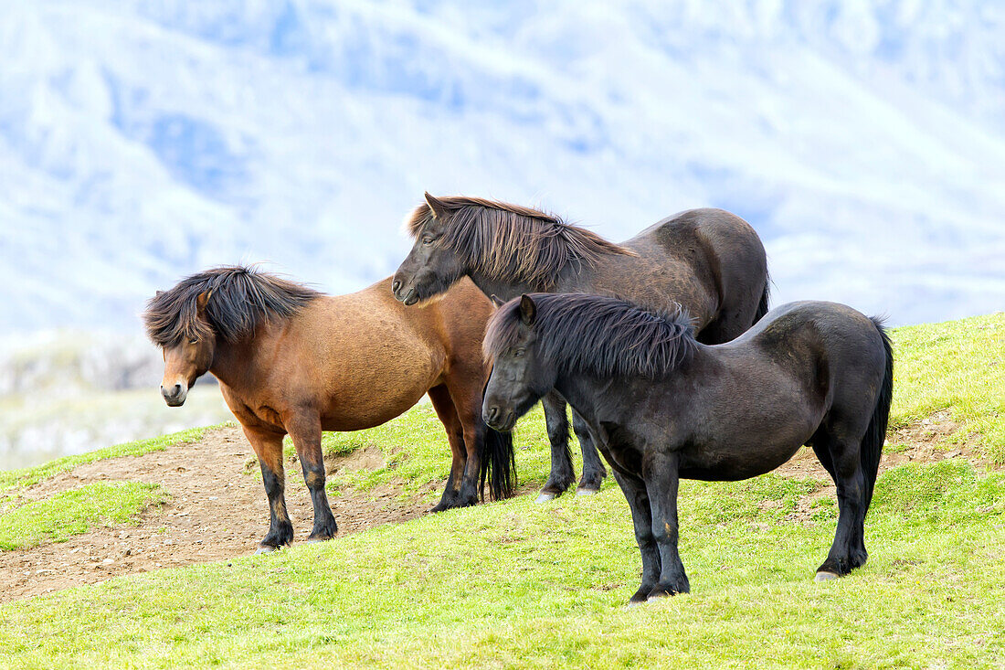 'Icelandic horses; Iceland'