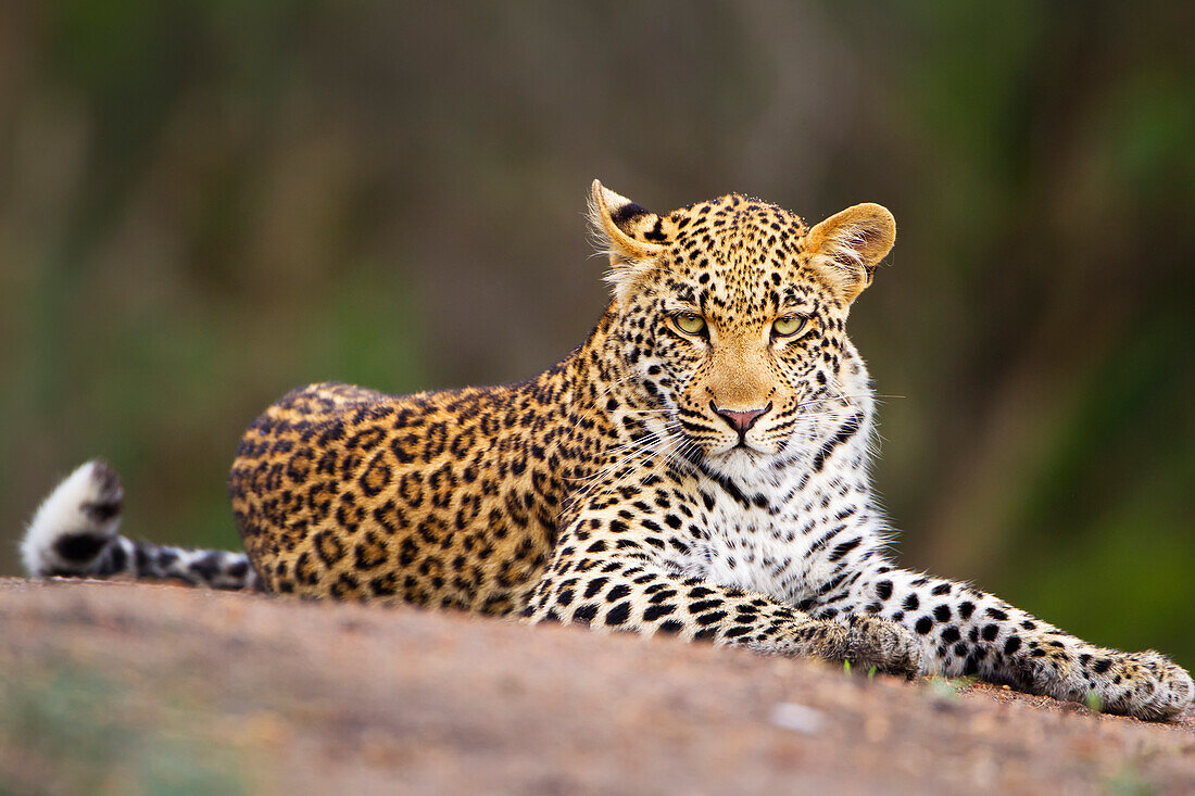 'Leopard close up at gomo gomo game lodge; South Africa'