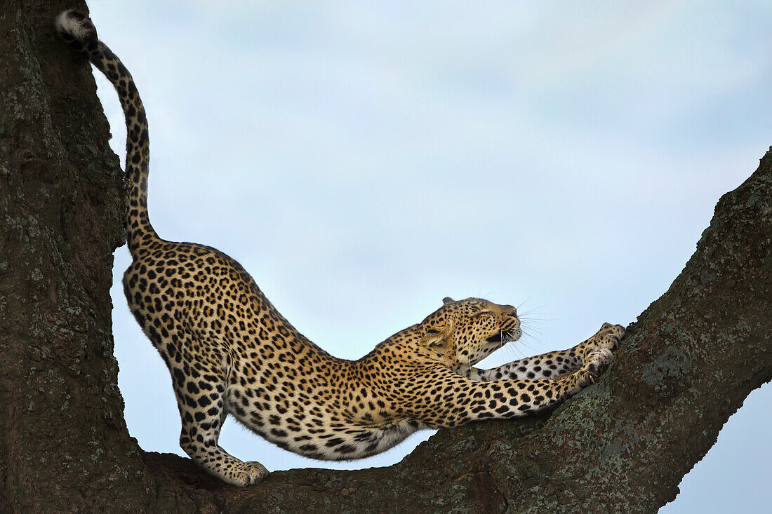 'Leopard stretching in a tree at Serengeti plains; Tanzania'