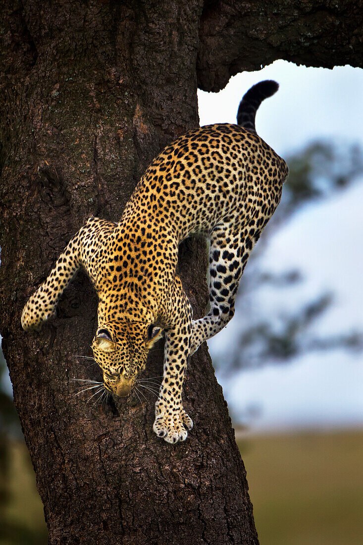 'Leopard coming down a tree at serengeti plains; Tanzania'