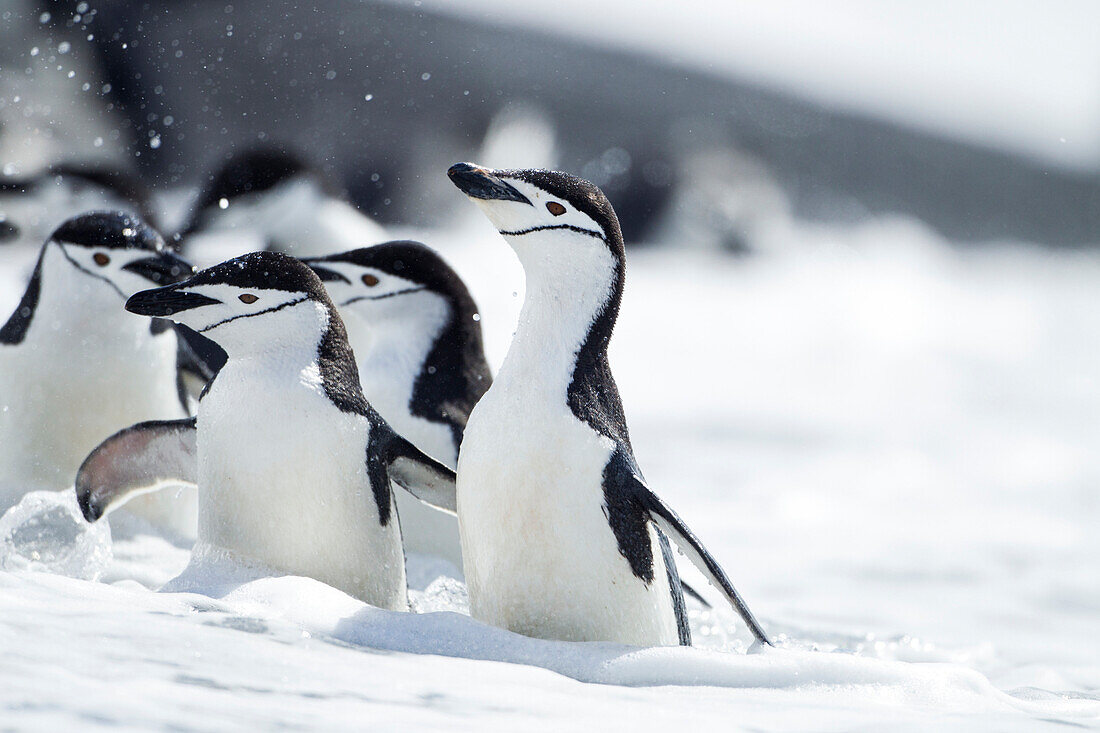 Antarctica, South Shetland Islands, Chinstrap Penguins (Pygoscelis antarcticus) walking through surf at Bailey Head on Deception Island