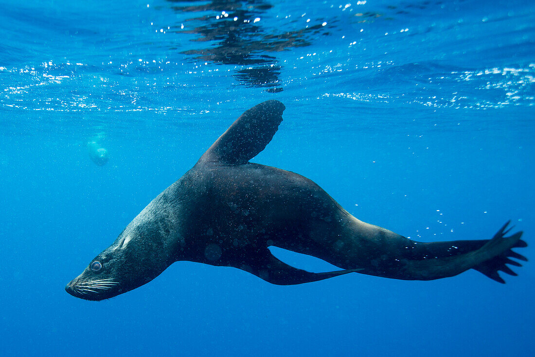 Chile, Diego Ramirez Island, Underwater view of Southern Sea Lion (Otaria flavescens) swimming in Drake Passage