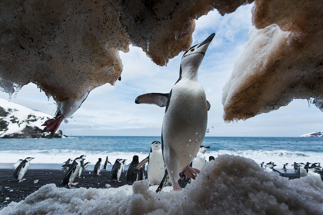 Antarctica, South Shetland Islands, Chinstrap Penguins (Pygoscelis antarcticus) attempt to climb snow cliff overhang on Deception Island
