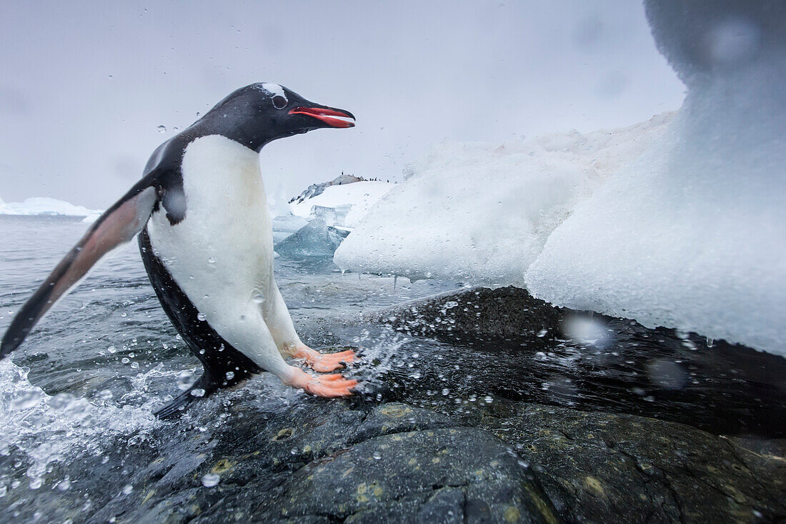 Antarctica, Cuverville Island, Gentoo Penguin (Pygoscelis papua) leaping from water onto shoreline