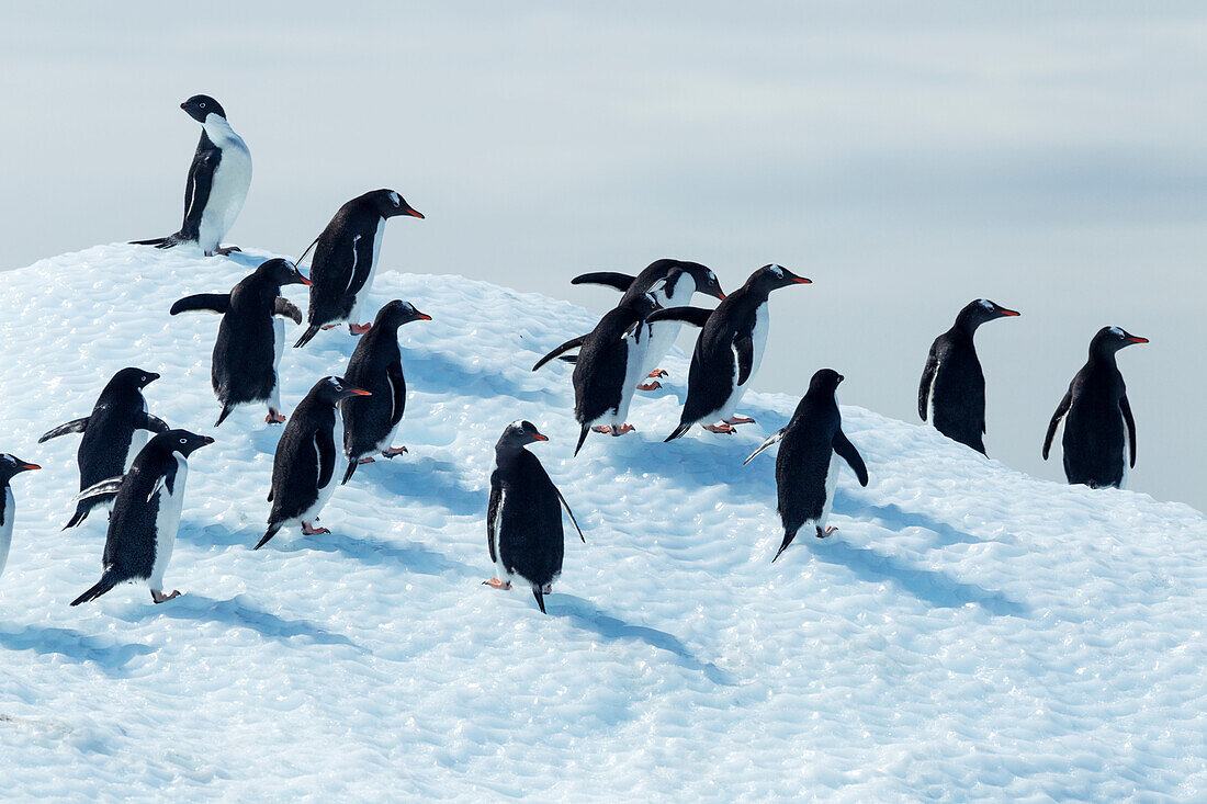 Antarctica, Adelie Penguins (Pygoscelis adeliae) and Gentoo Penguin (Pygoscelis papua) standing atop melting iceberg in Gerlache Strait