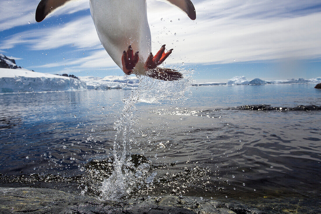 Antarctica, Cuverville Island, Gentoo Penguin(Pygoscelis papua) leaping from water to rocky shoreline