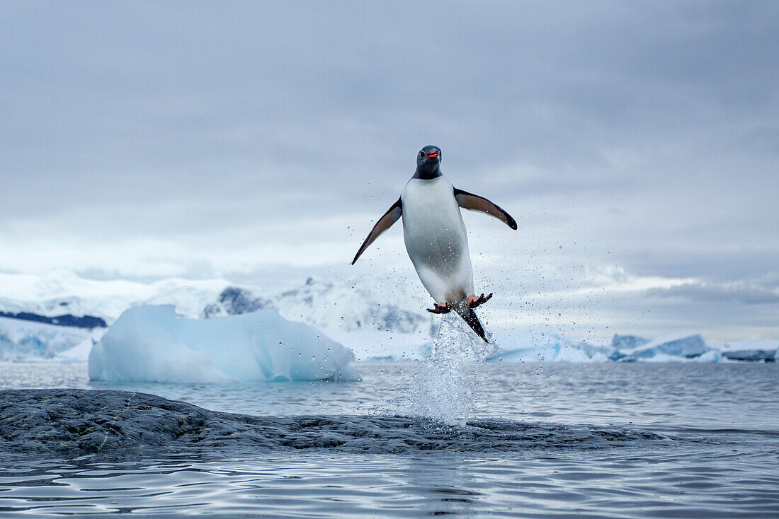 Antarctica, Gentoo Penguins(Pygoscelis papua) leaping from water along Cuverville Island shoreline
