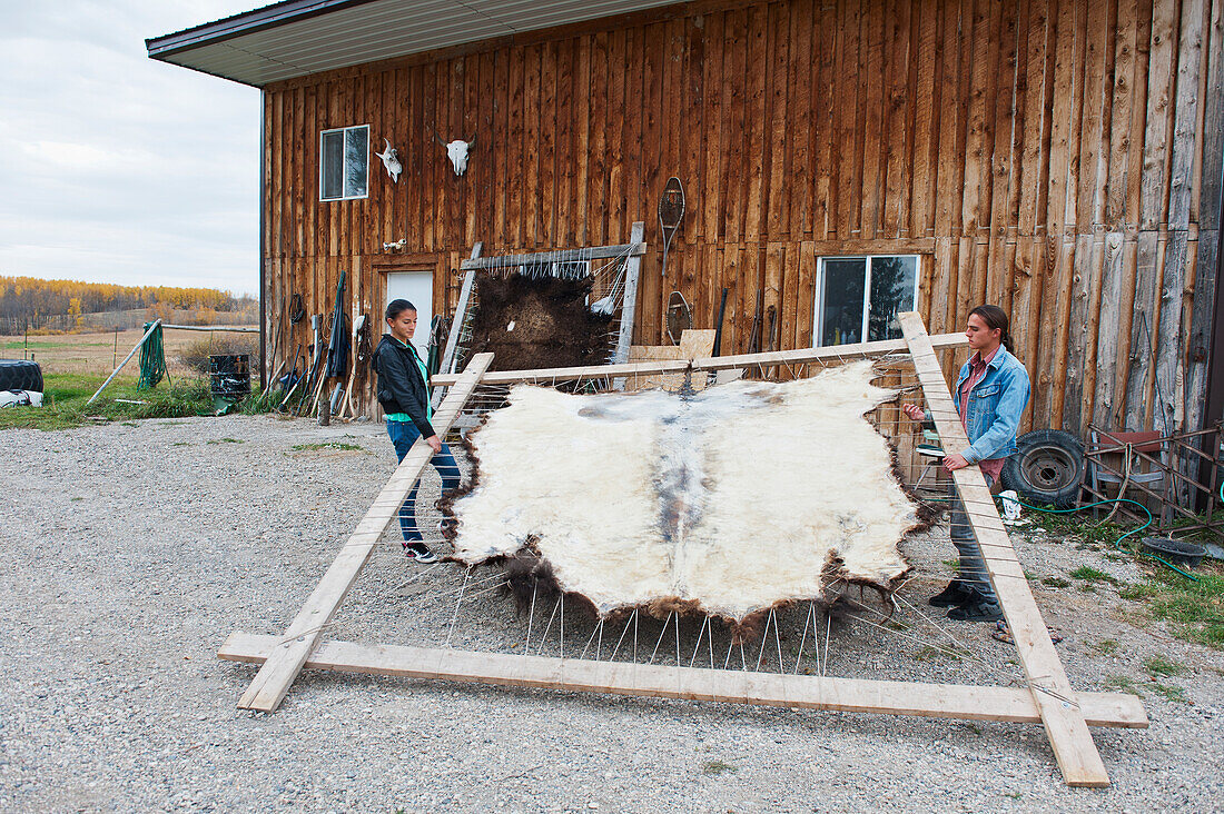 'Native American teenaged boy and girl lifting a stretched buffalo hide; Rossburn, Manitoba, Canada'