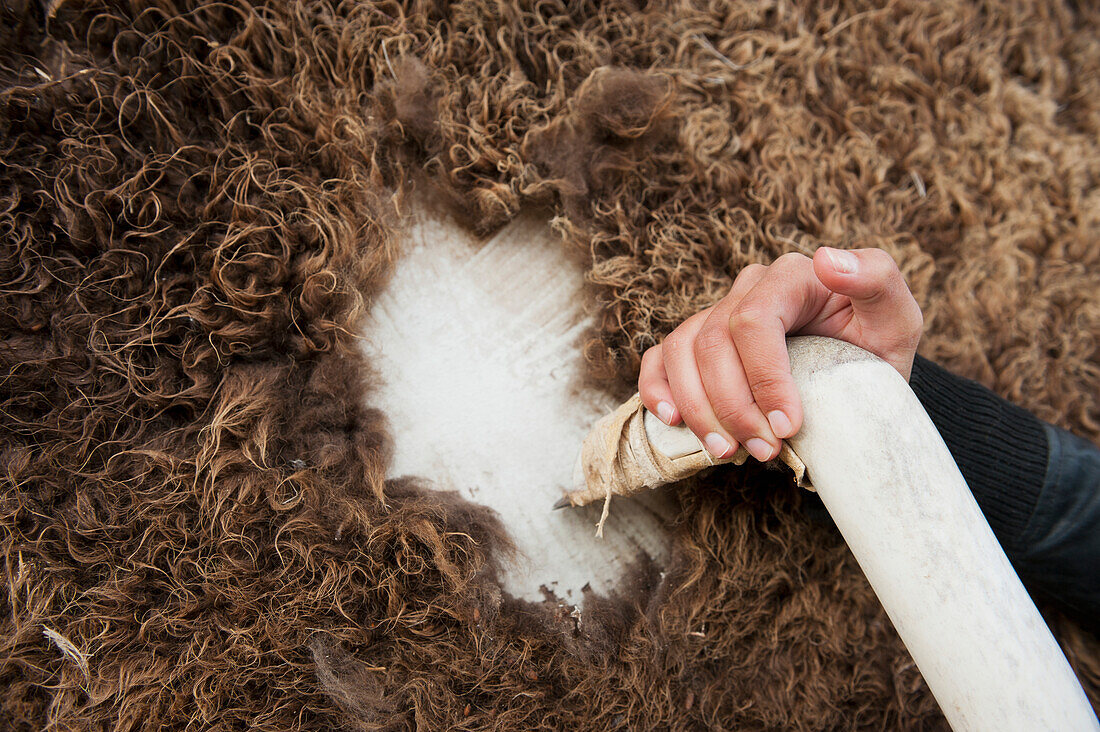 'Preparing a buffalo hide by removing the fur; Rossburn, Manitoba, Canada'