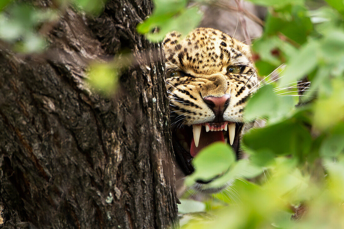 'Extreme close up of leopard warning to stay away at Gomo Gomo Game Lodge; South Africa'