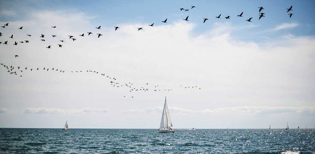 'Sailboats cruise the waters of Lake Ontario as a flock of water birds take to the air; Toronto, Ontario, Canada'