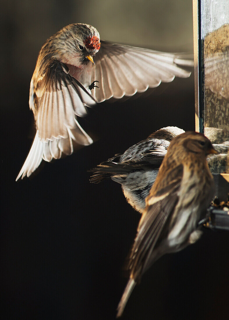 A male Common Repoll (Cadruelis flammea) hovers near a birdfeeder as it attempts to land. Fairbanks, Alaska