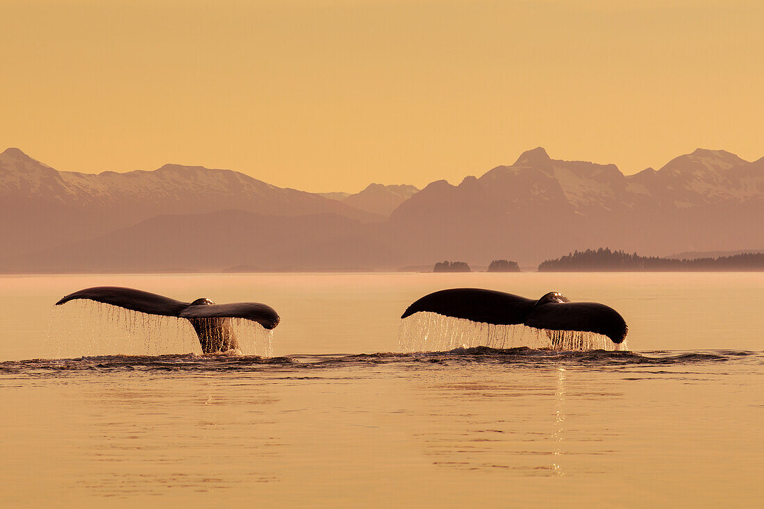 A couple of Humpback whales lift their flukes as they submerge beneath the calm surface of the Inside Passage, Frederick Sound at sunset on a summer evening, Admiralty Island in the distance.
