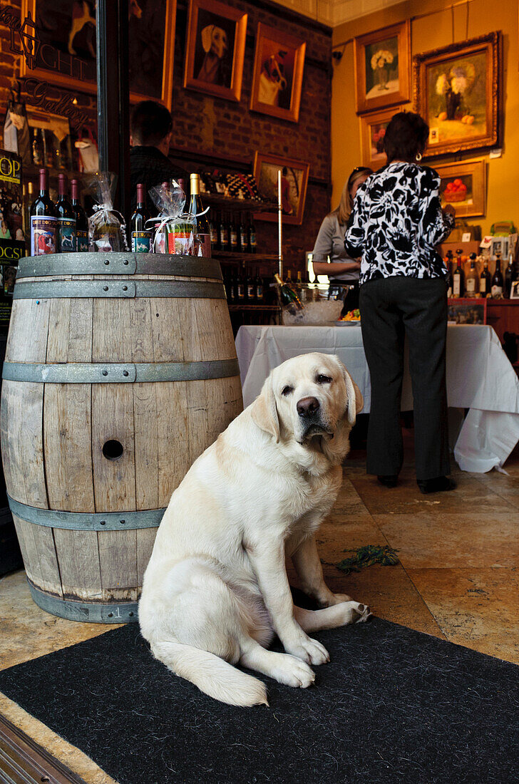 'A dog sits in the doorway of Gaslight Art and Wine Gallery, Meeting Street; Charleston, South Carolina, United States of America'