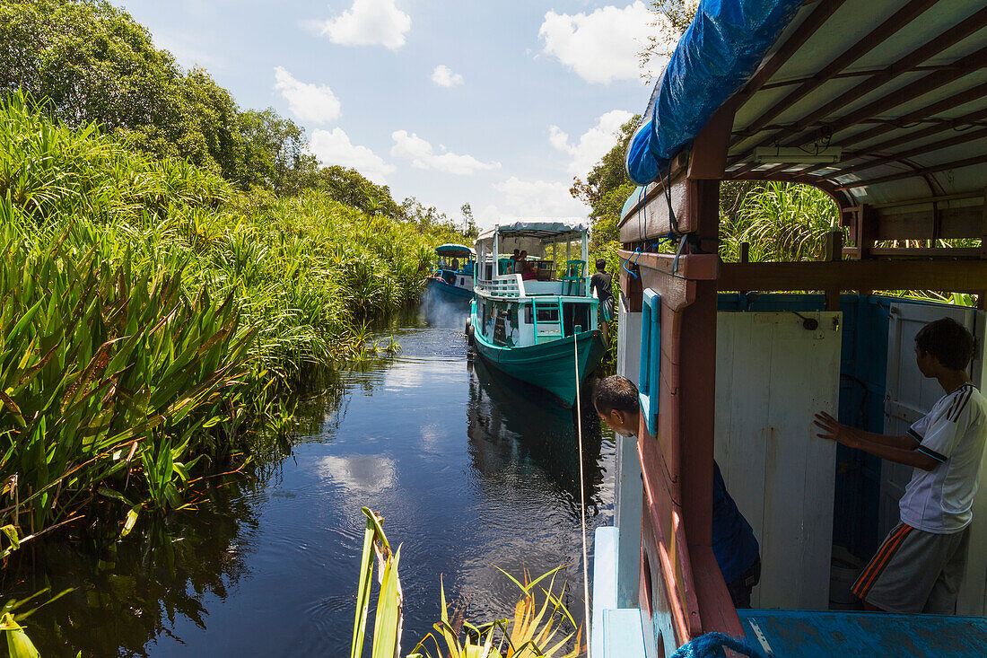 Klotok river boats on the Sekonyer River, Tanjung Puting National Park, Central Kalimantan, Borneo, Indonesia