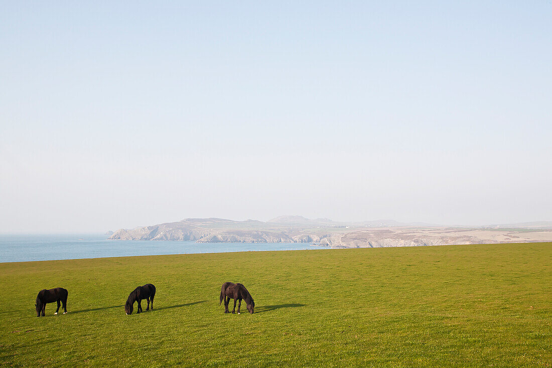 'Three horses grazing on a green field with a view of the ocean and coastline in the distance; Pembrokeshire, Wales'