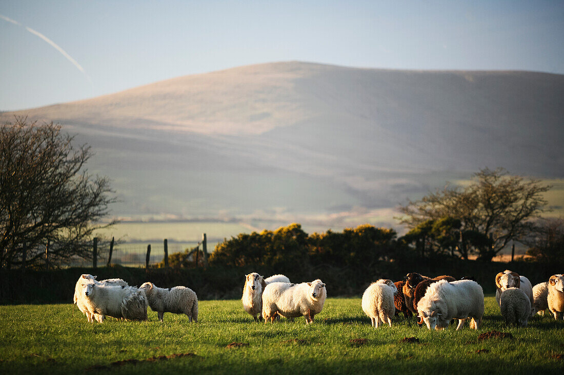 'Sheep in a field near village of Mynachlog-ddu, Preseli mountains in the background; Pembrokeshire, Wales'
