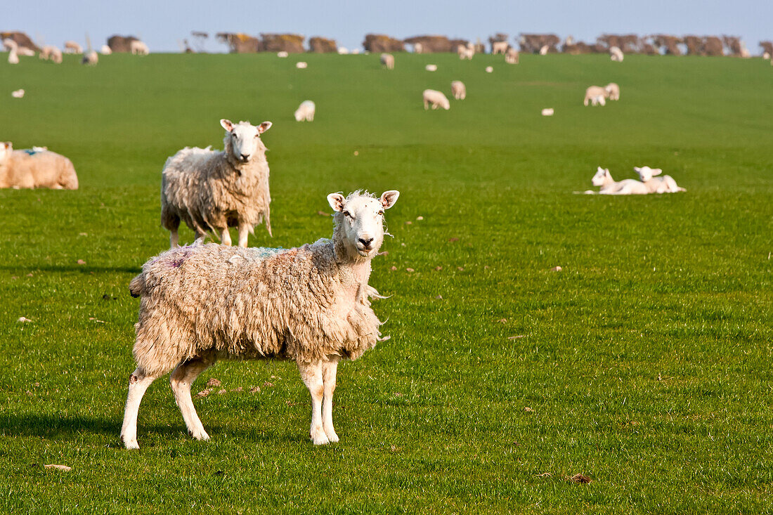 'Field of sheep and lambs near Newport on Pembrokeshire Coast Path, South West Wales; Pembrokeshire, Wales'