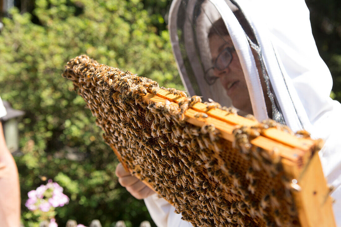 Young woman holding and inspecting a beeswax honeycomb frame crawling with honeybees from a beehive