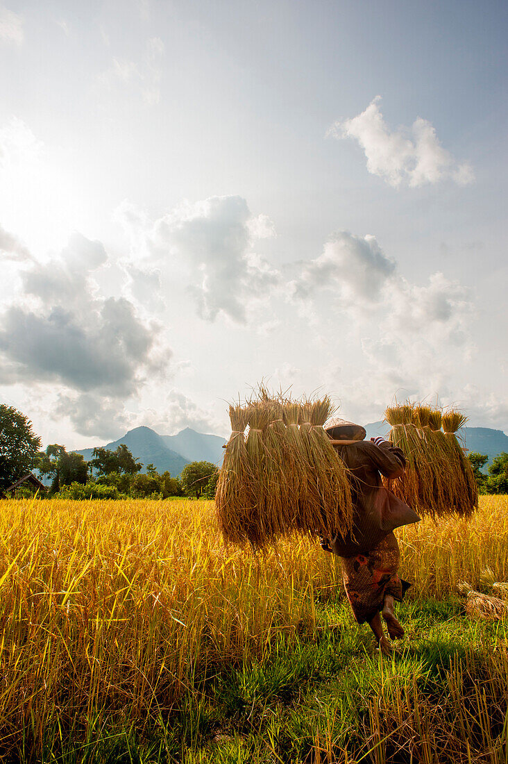 A women carrying rice over her shoulders.  Laos
